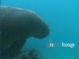 Dugong 1 1891